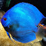 kLR0CE3MMNI-channel-avatar-The Fish Geek (Planet Corydoras & Koi)