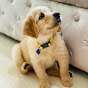 Leo The Golden Retriever - @leothegoldenretriever8718 - Youtube