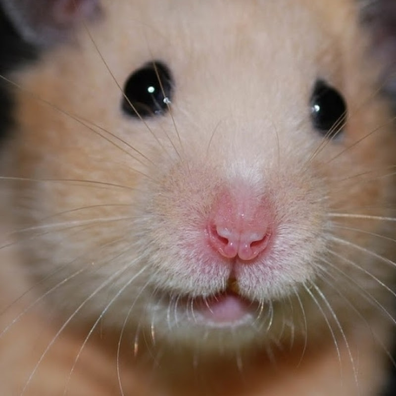 Cute Hamster