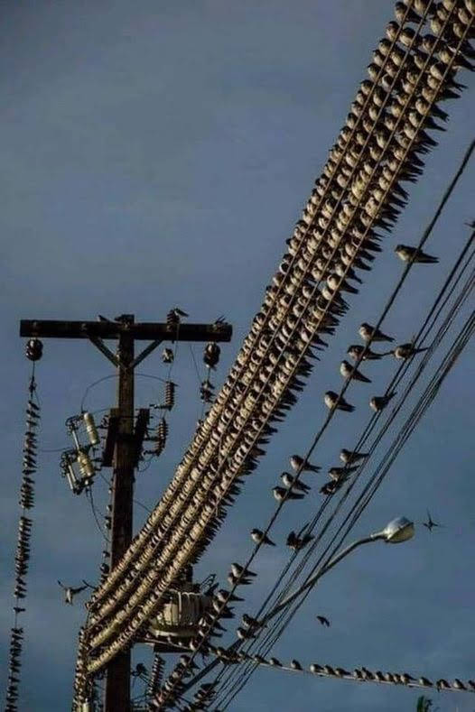 Charging birds clearance