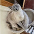 vfgQCYnPS08-channel-avatar-Tragic Tabby