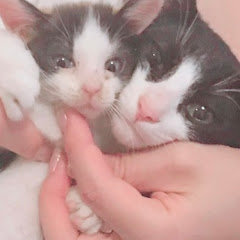 保護猫ハチワレ兄妹Rescue cats, Hachiware brother and sister
