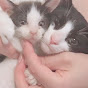 保護猫ハチワレ兄妹Rescue cats, Hachiware brother and sister