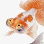 Nihao Miyata Goldfish Channel ニーハオ宮田