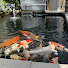 PhSzOf8PbxQ-channel-avatar-The KOI Addiction