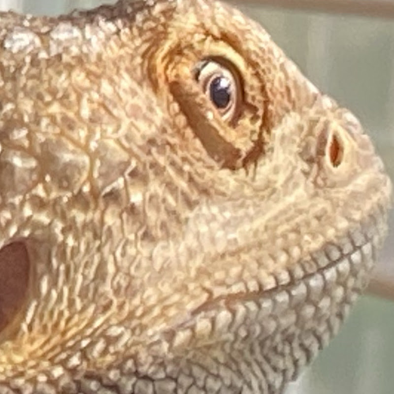 L E O