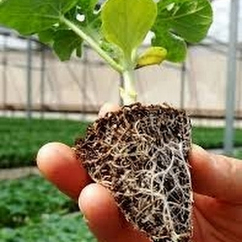 La Educación Agrícola