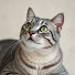 2SKwIrN-W7A-channel-avatar-Curious Cat Studio