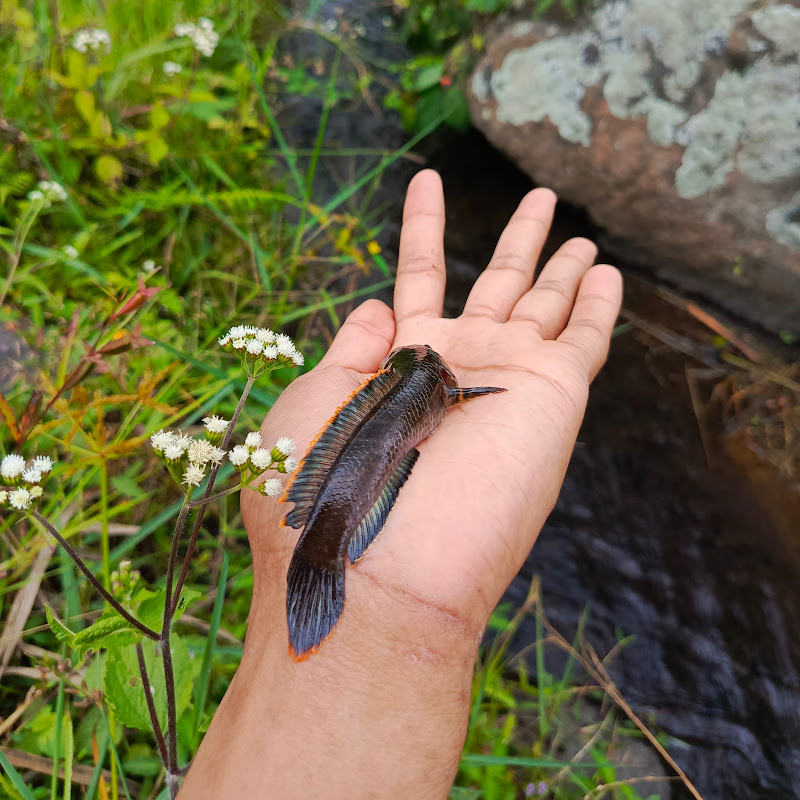 Snakehead fish TV