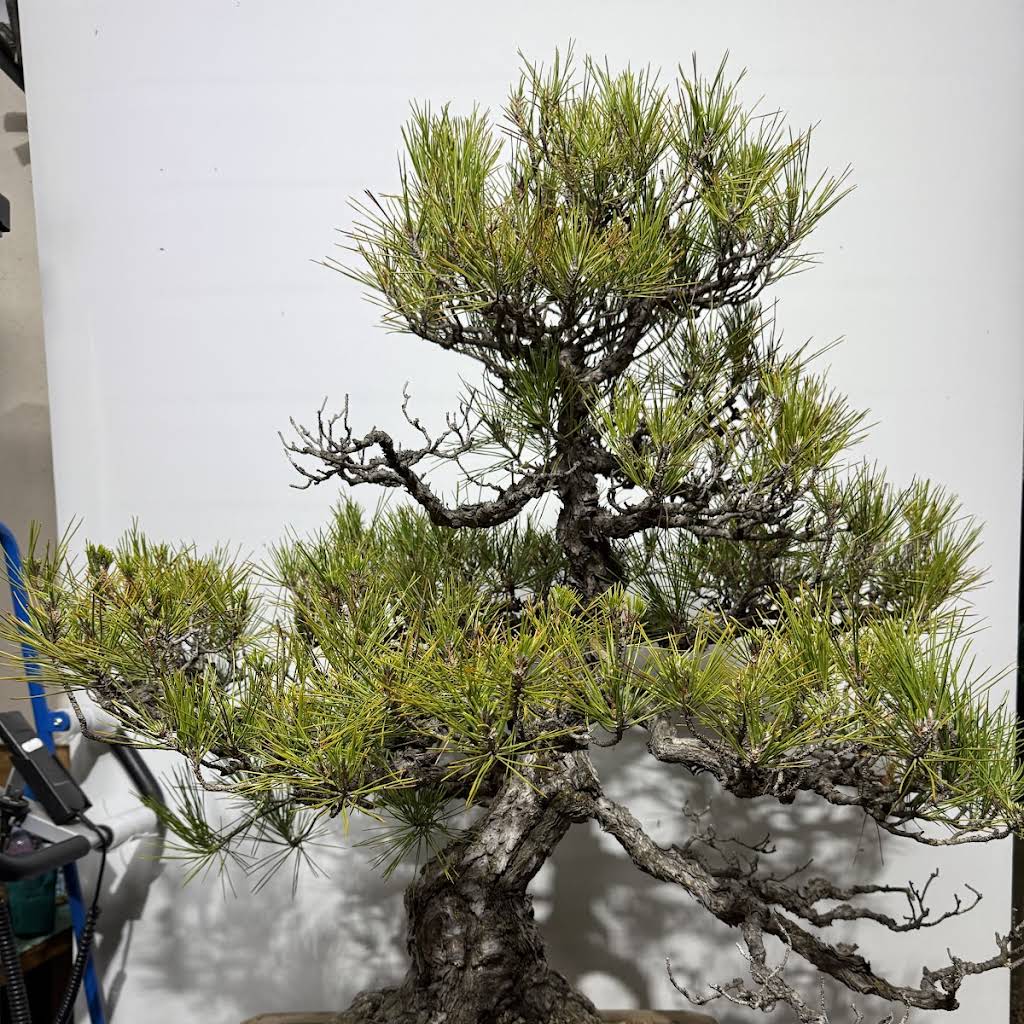 Madam Bonsai - YouTube