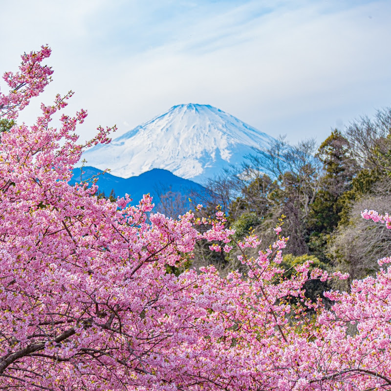 Ninjapan Solo Travel