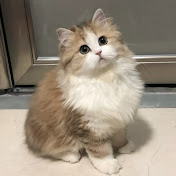 Cat Vibes 