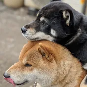 柴犬さん