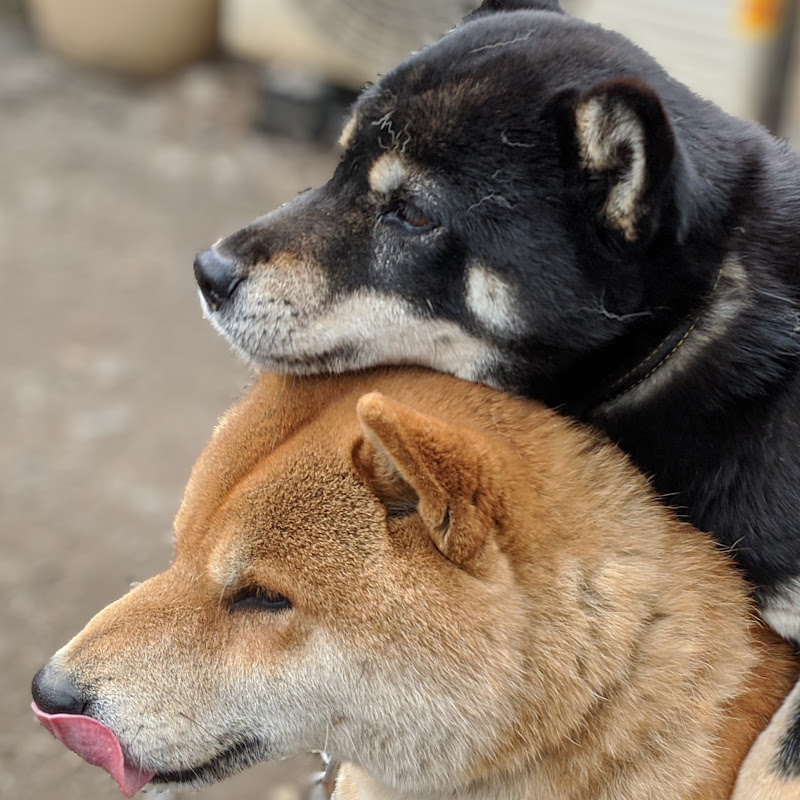柴犬さん YouTubeチャンネル画像