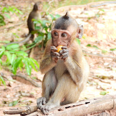 Monkey-in-Love Image Thumbnail