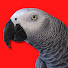 puaAffXVEjI-channel-avatar-Gizmo the Grey Bird