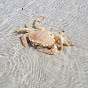 TB the Crab