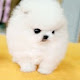 #Cute Baby  #cat #dog