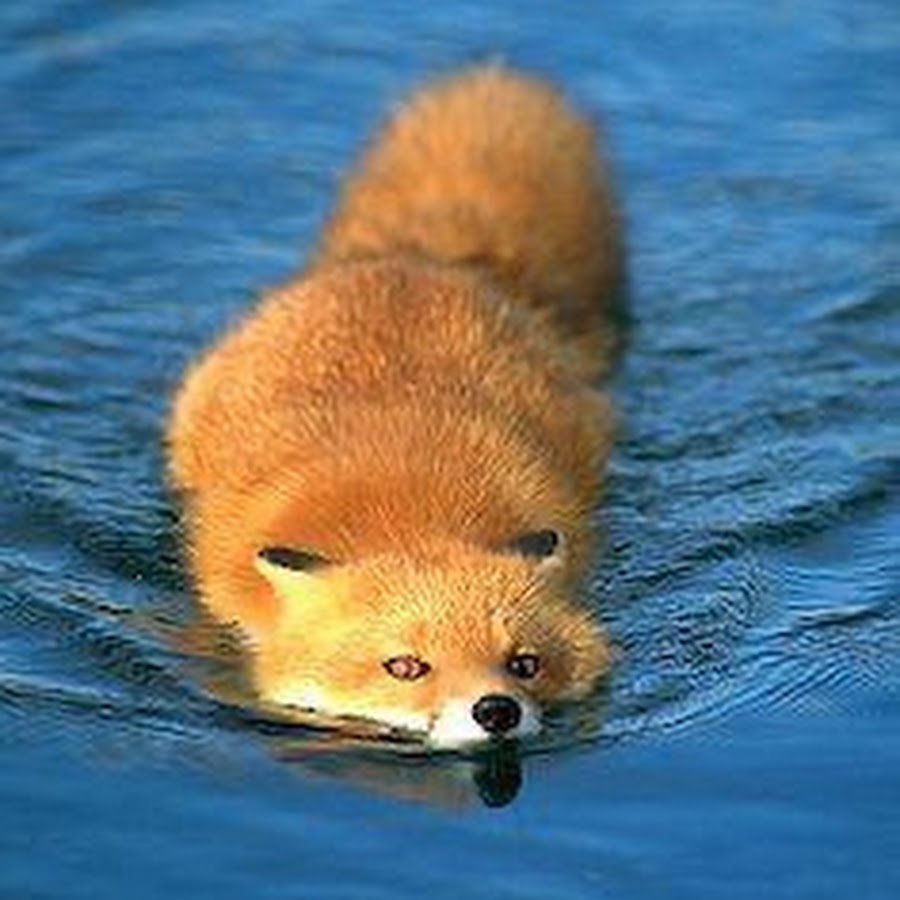 P fox. Лиса купается. Лиса плывет. Лиса плавает. Лиса моется.