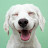 @stevemuzak8526's avatar
