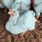Raju poultry farm logo