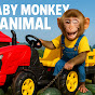 Baby Monkey Animal