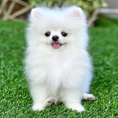 VDS Pomeranian Dog
