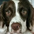 @Amileo350's avatar