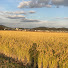 GLaXt8GJF94-channel-avatar-Rice Field Records