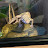 Avatar de @Sharkie-Yeh