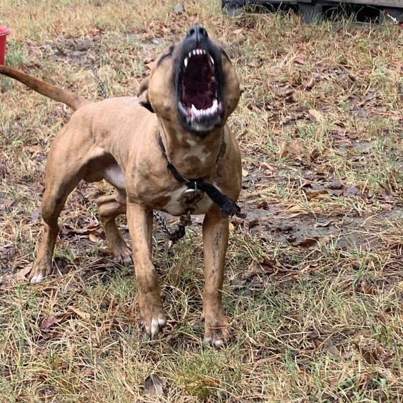 Deep South Kennels