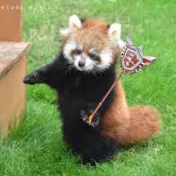 しぇろん / shelom