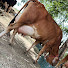 ZdpfQCiLvQs-channel-avatar-MSR DAIRY FARMS