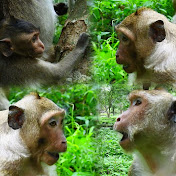 Jungle Action