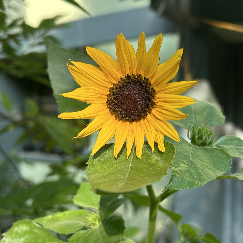 Happinessover Littlethings