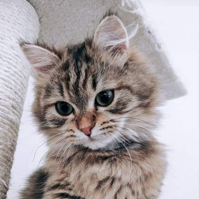 Pets From World 