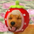 JVtIU8mOvuU-channel-avatar-Nintendogs Girl