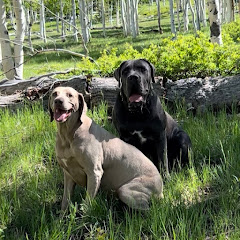 Adventure-Doggin