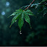 jdzp-UKplQ4-channel-avatar-Timeless Forest Rain