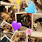 @TheBeagleBuddyAlfie-Alice
