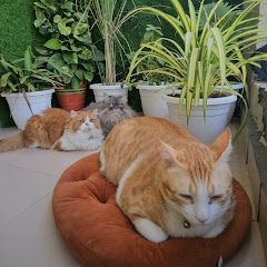 The Furry Five: Snowy and Cats