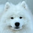 @KohuSamoyed