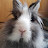 @wrinkledawg1962 Avatar