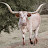 Lone Rock Longhorns