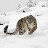 @cat_in_the_snow