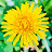 @민들레-j5s