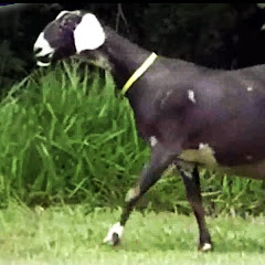 Goat Farmingアイコン画像