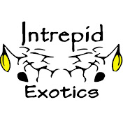 Intrepid Exotics