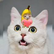 CATS STORY