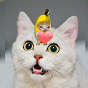 CATS STORY